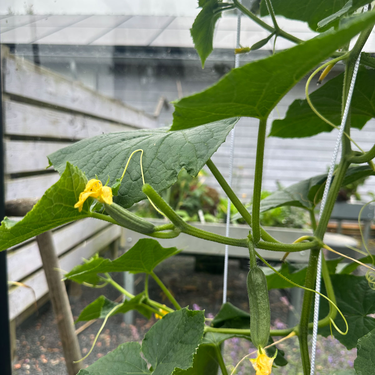 De zijscheuten van de Makkelijke Moestuin snackkomkommer knip je achter het 2e komkommertje af.