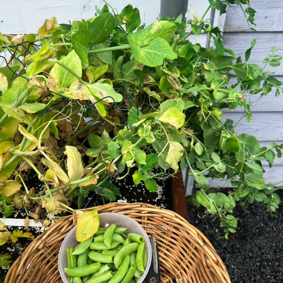 Gele planten? Oogst de laatste sugarsnaps en haal de planten weg.