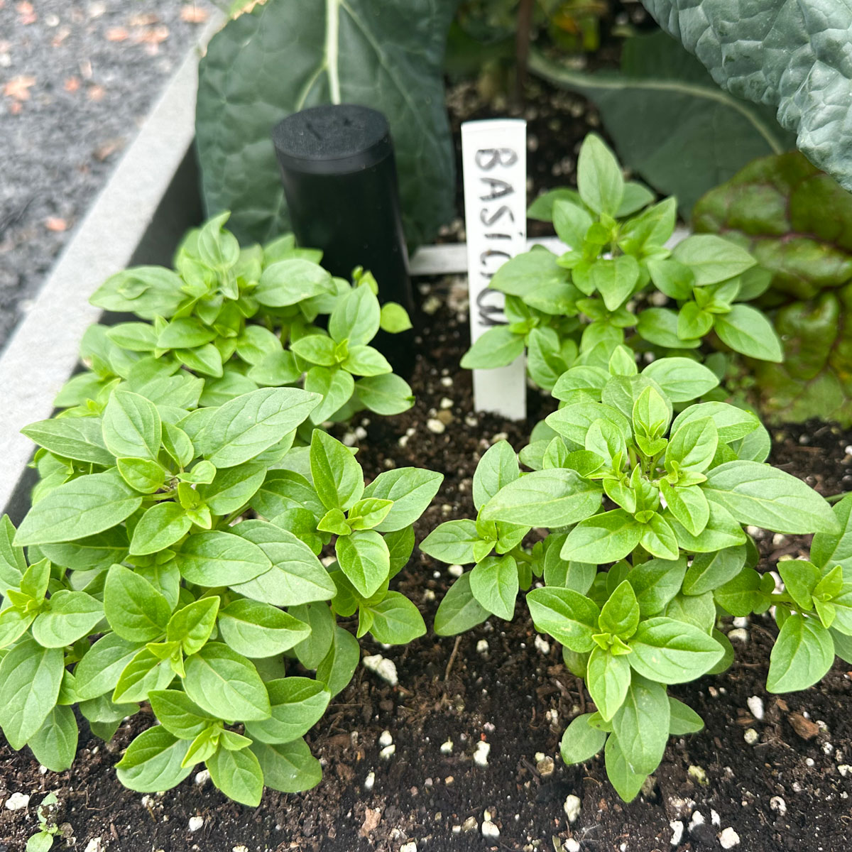 Voor je vakantie knijp je bij de Makkelijke Moestuin struikbasilicum alvast de topjes van de grotere zijtakjes weg