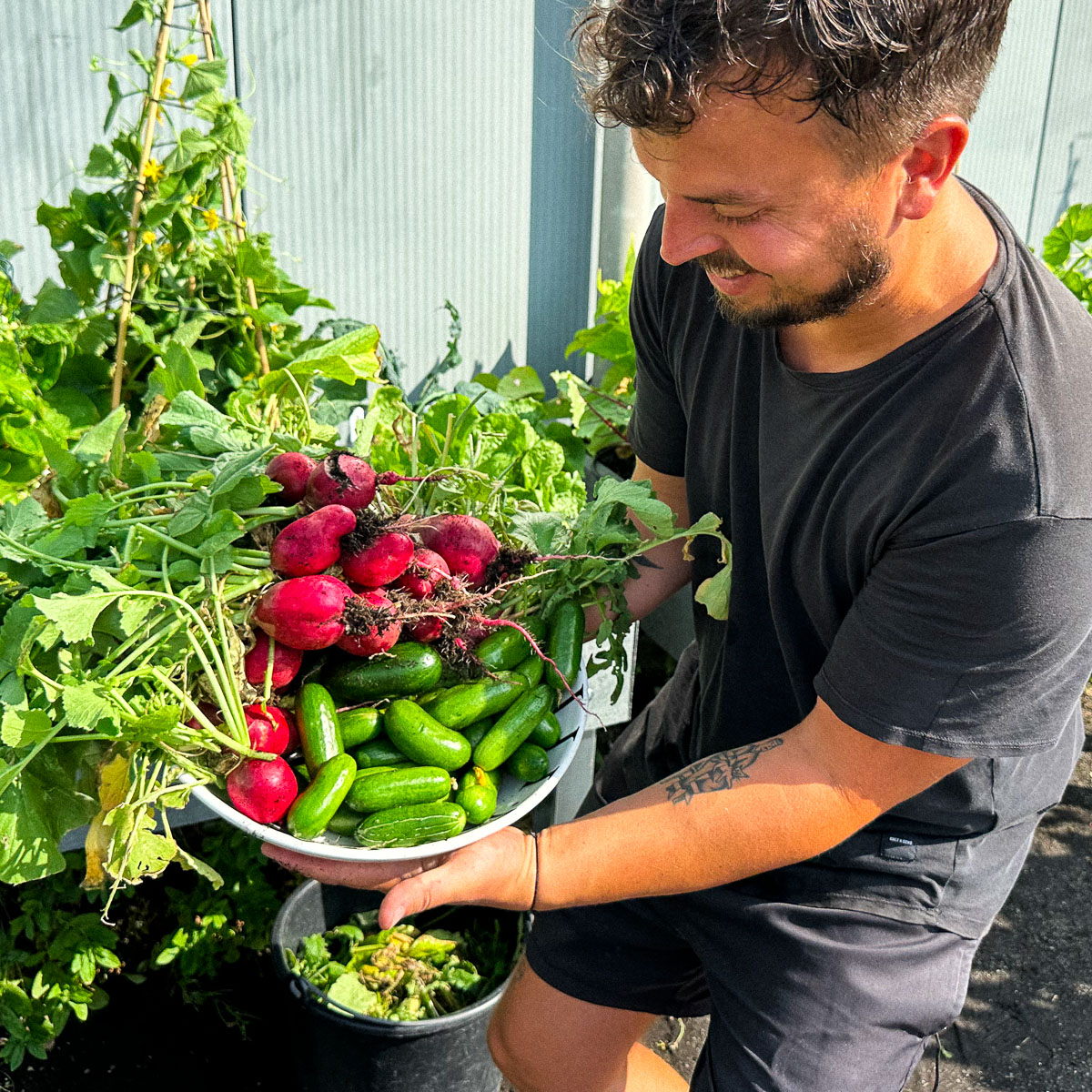Begin september volo oogst: zes weken na het zaaien en planten van komkommerplantjes.