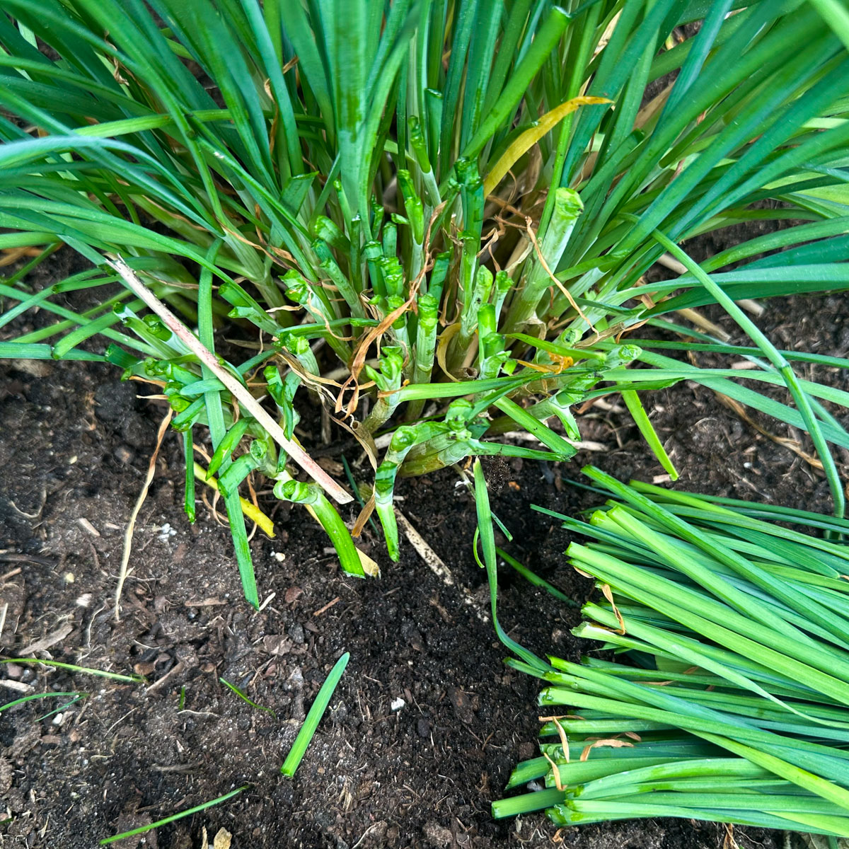Knip Chinese bieslook in juli voor een deel terug (tot ongeveer 5 cm) en laat de rest staan voor de bloemen.