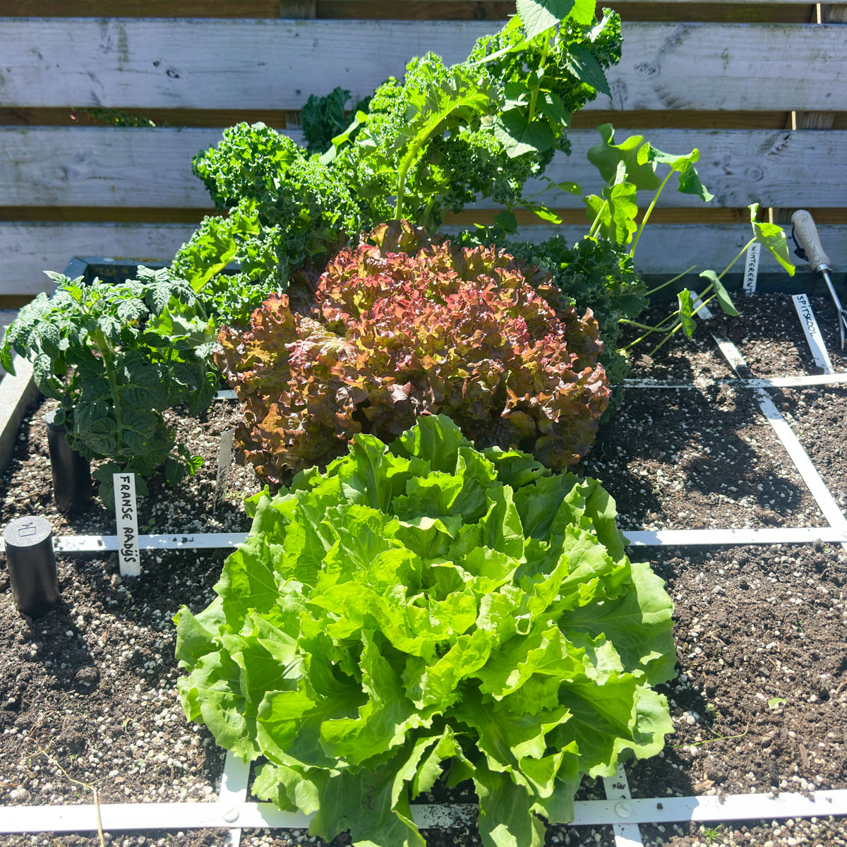 Volop zon, tegen de 30 °C en toch gezonde planten.
