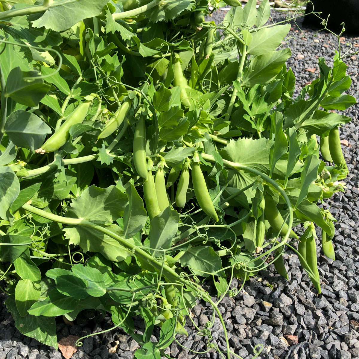 Sugarsnaps in de Makkelijke Moestuin