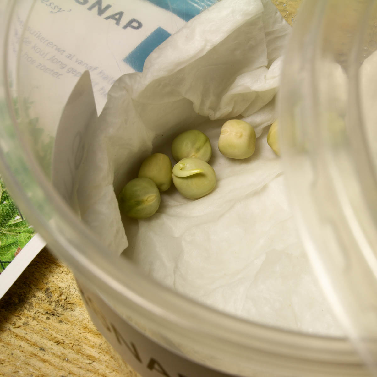 Pre-germinating sugar snaps