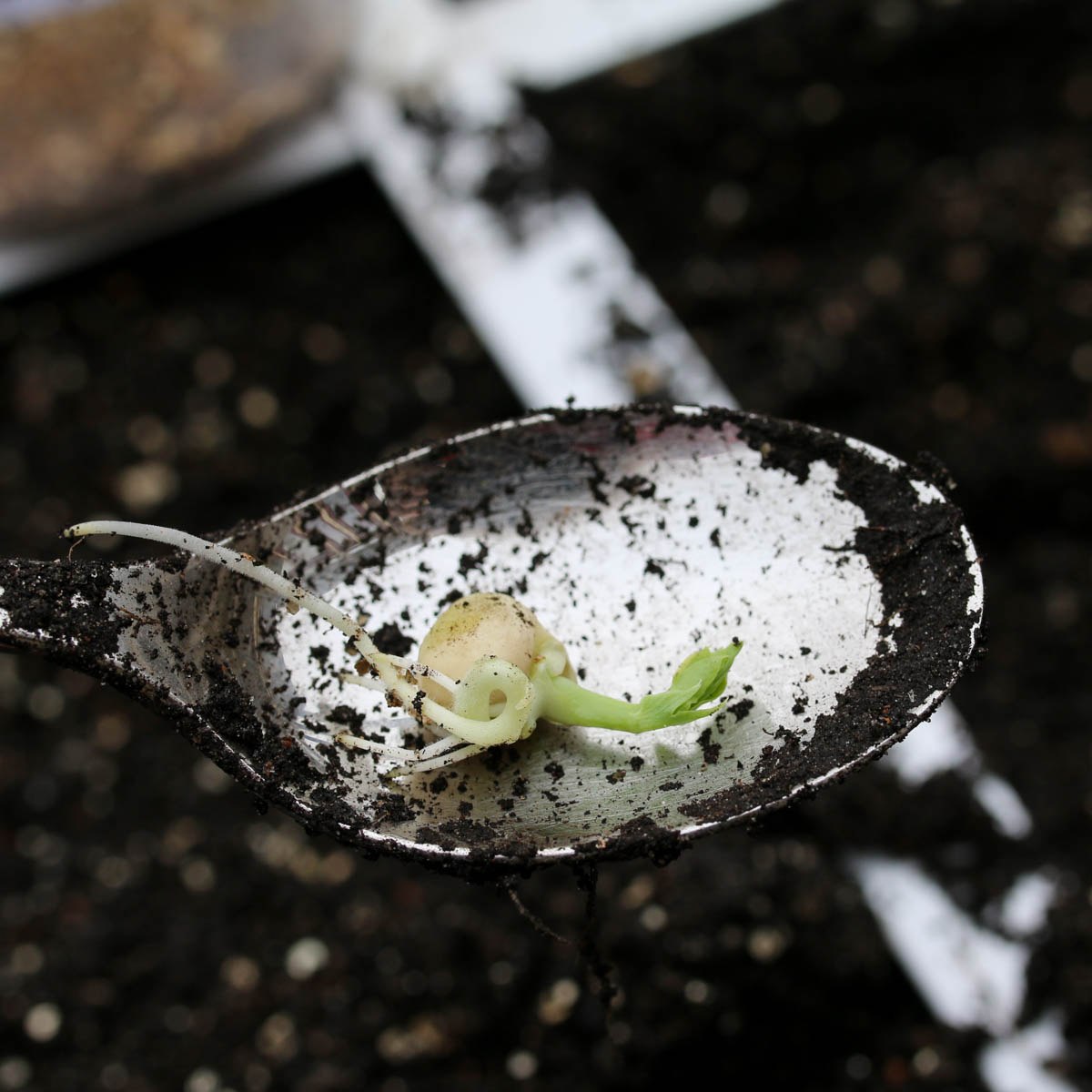 Pre-sprouted pea seed ready for sowing in the Planty Garden