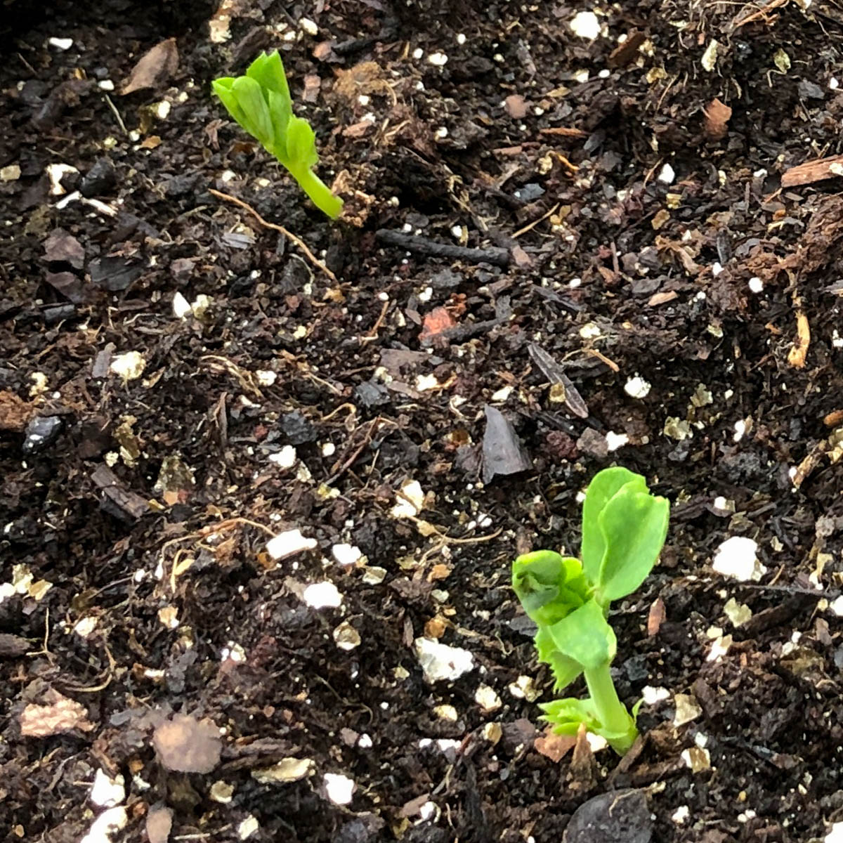 Sugar snap seedlings in MM-Mix
