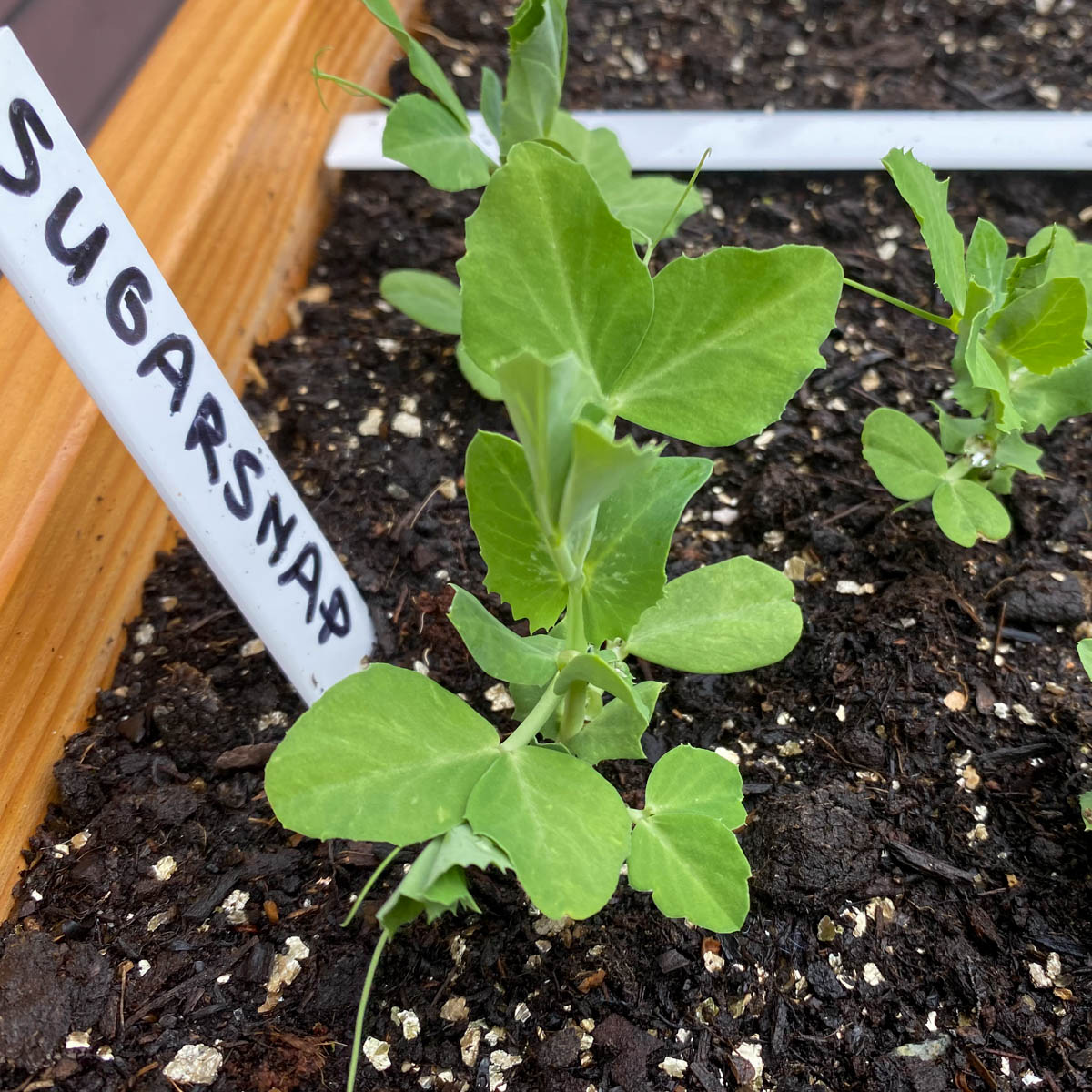 Small sugar snap plants