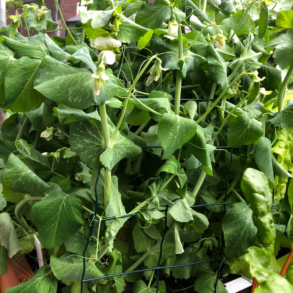 Sugar snaps with a support rack in a Planty Garden