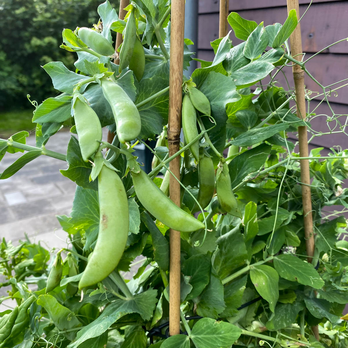 Sugar snaps growing in a bamboo teepee in the Planty Garden