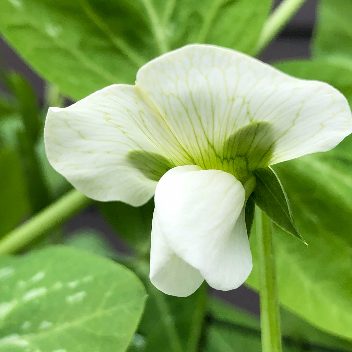 Flowering sugar snaps in the Planty Garden