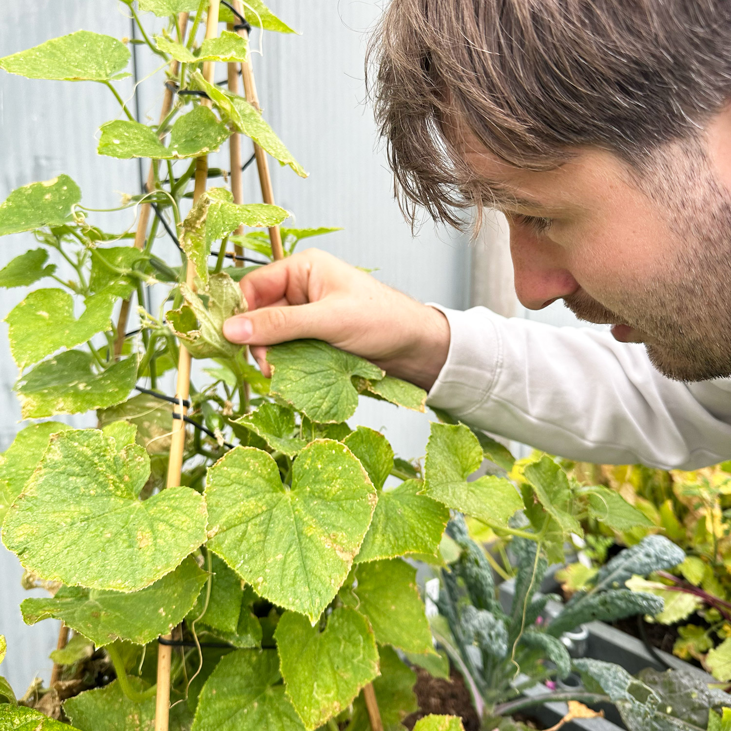 Geel blad bij de komkommer: veroorzaakt door spintmijt.