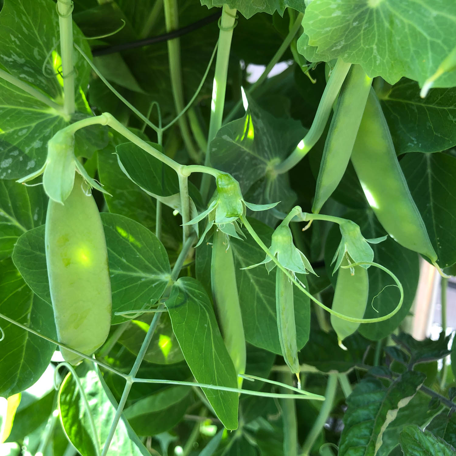 Peultjes van de Makkelijke Moestuin