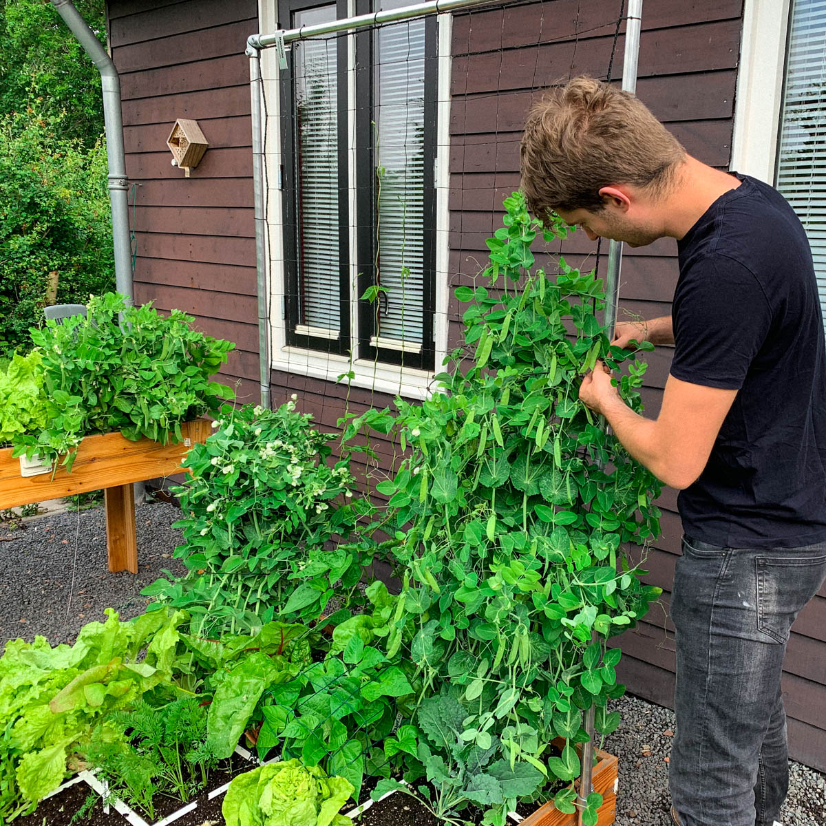 Peultjes zet je bij het klimrek in een Makkelijke Moestuinbak