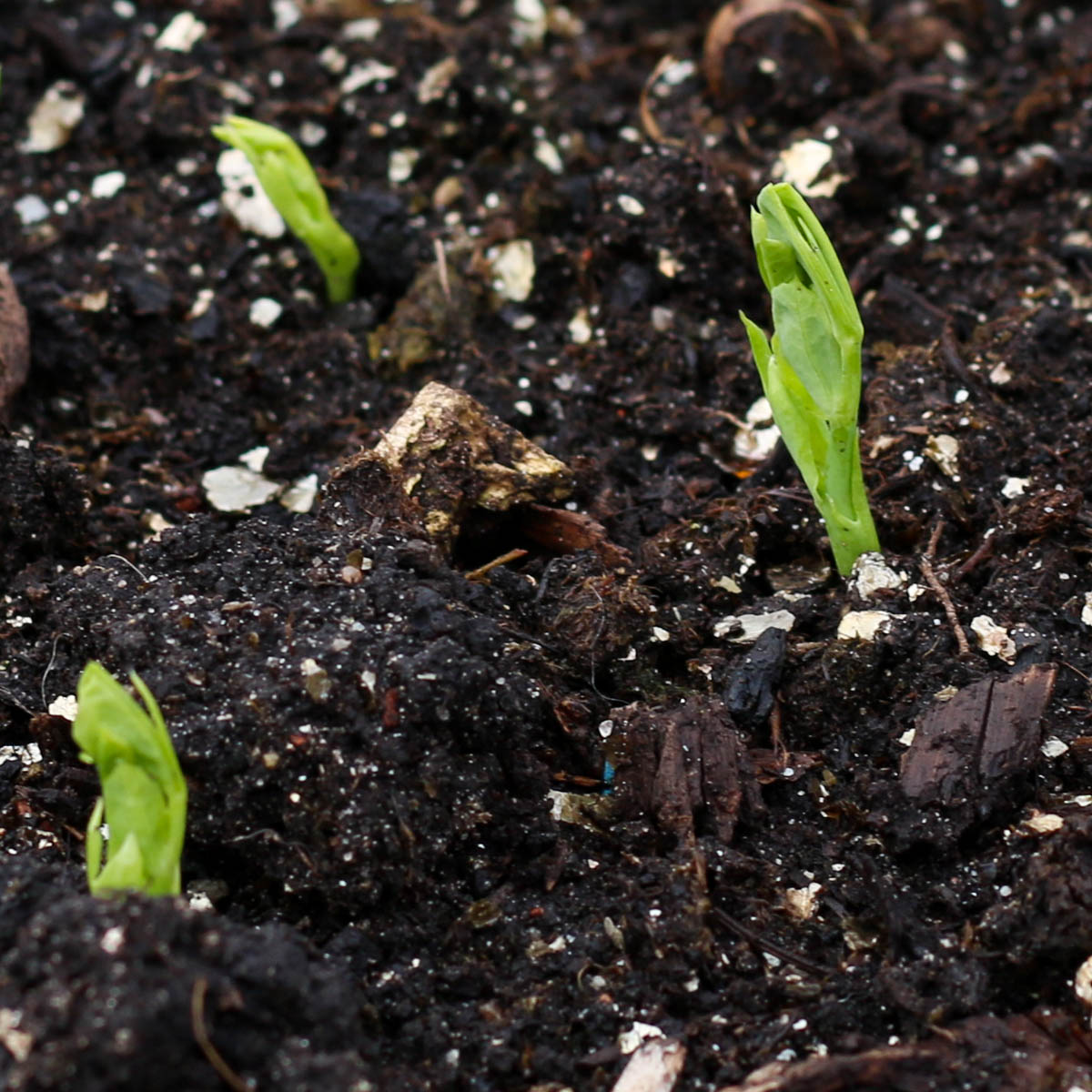 De zaailingen van de peultjes komen op in de Makkelijke Moestuin