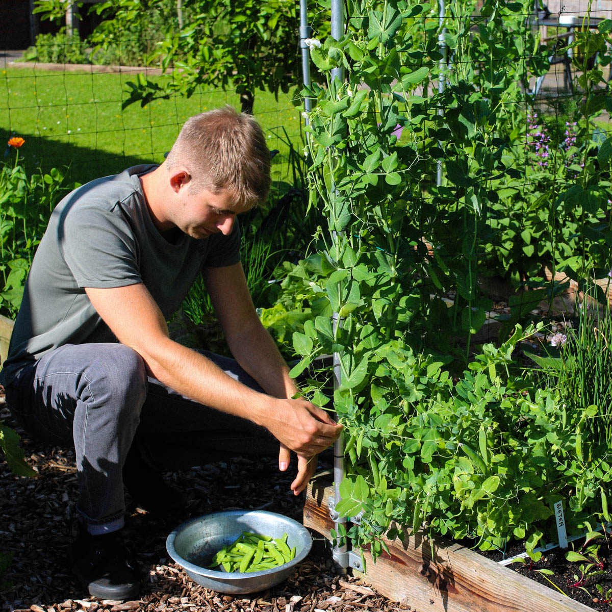 Van peultjes in de Makkelijke Moestuin oogst je minstens een maand