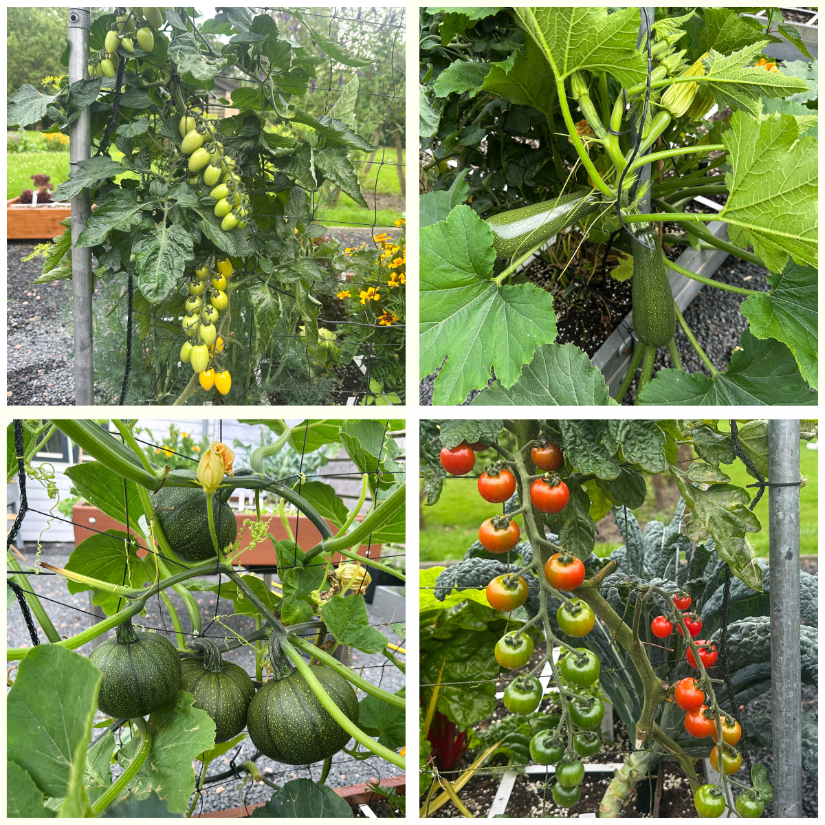 Rijpende tomaatjes, courgettes en pompoentjes en wat gaten in de palmkool