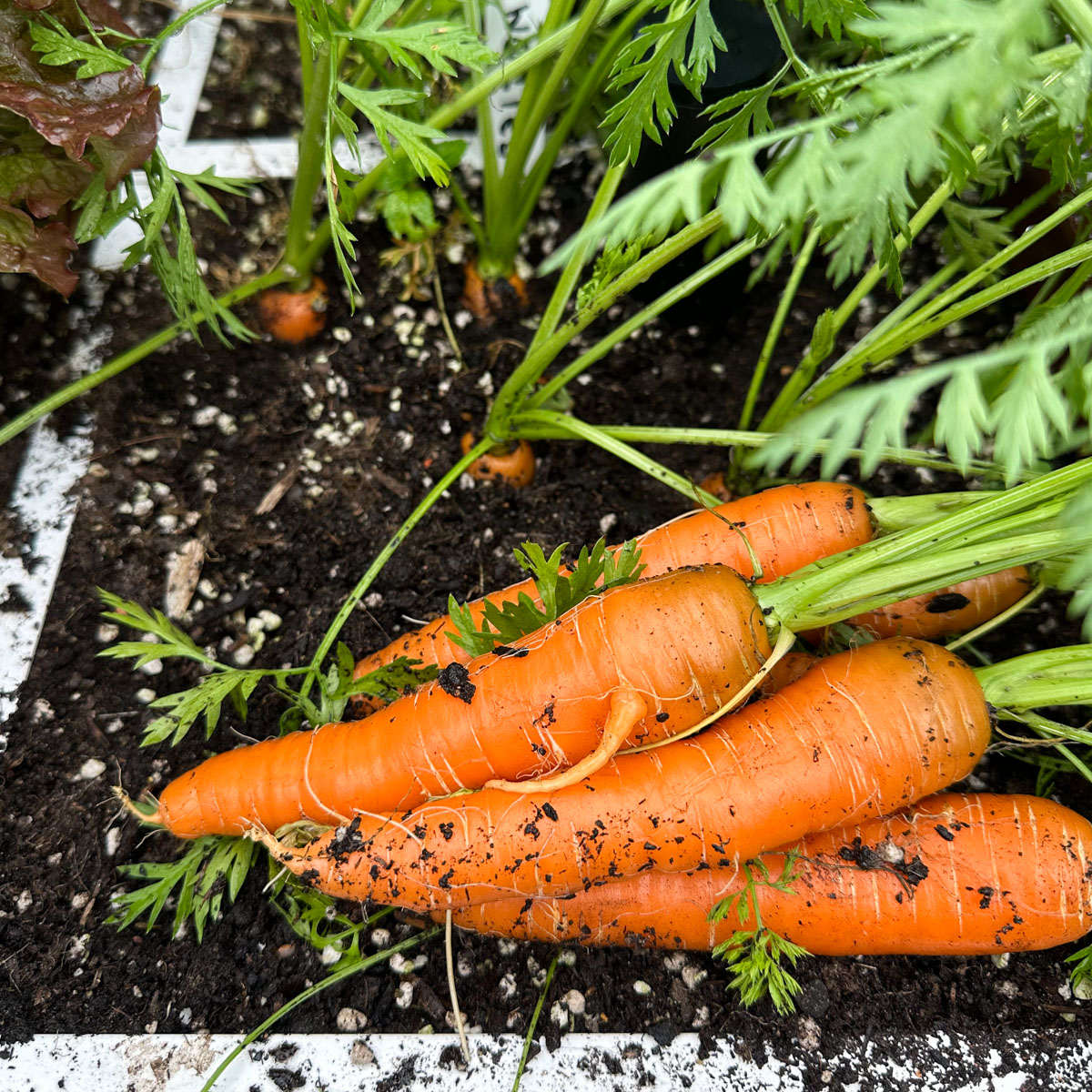 Wortel Jerada RZ: dik, met ronde punt en gelijk van vorm