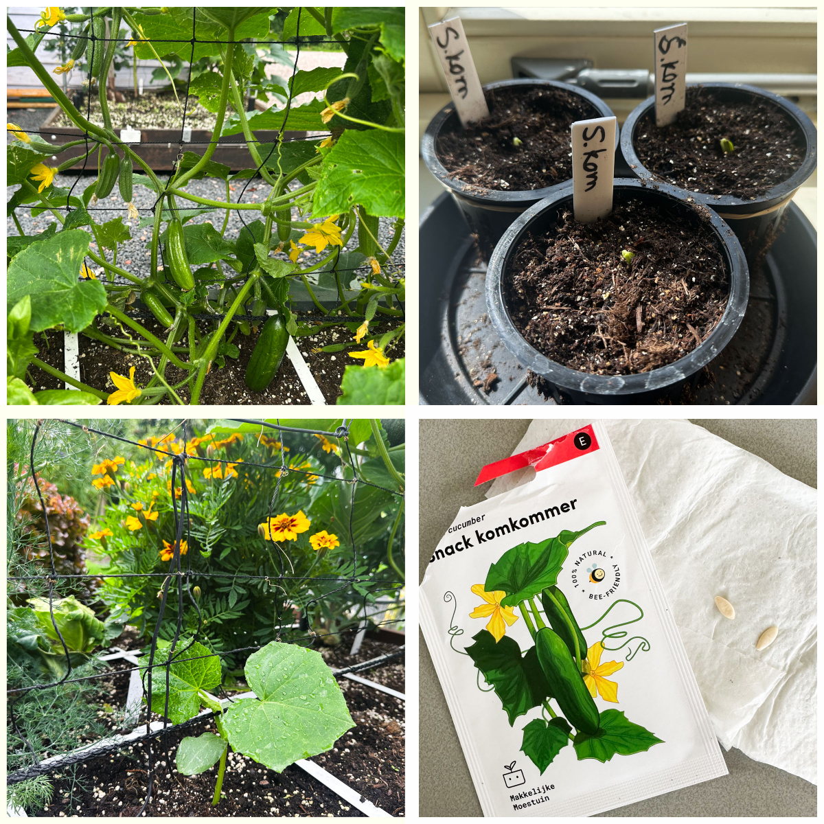 Makkelijke Moestuin snackkomkommers op 27 juli: gezaaid op 10 juni, 12 juli en 27 juli