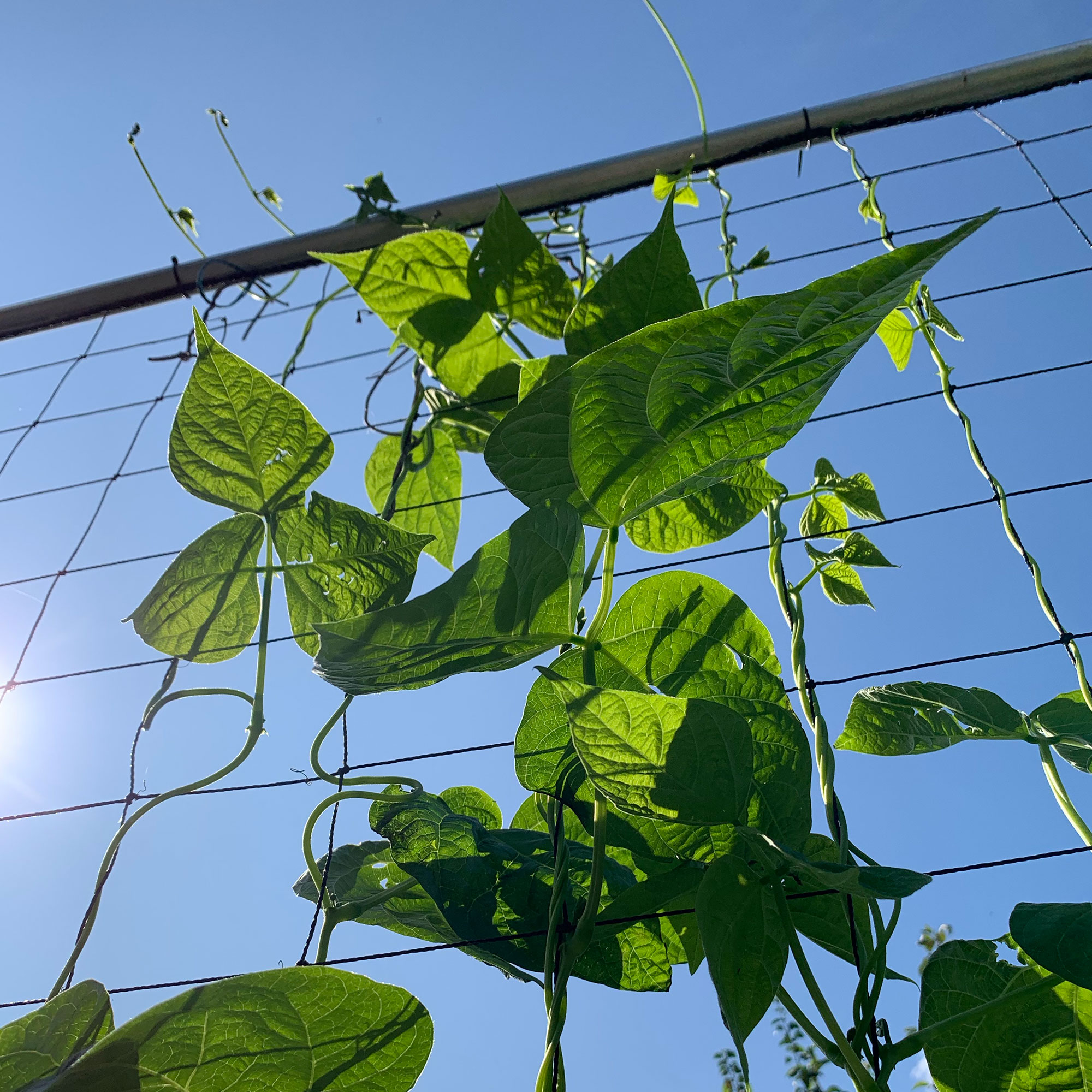 Replacement trellis net