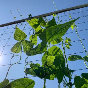 Replacement trellis net