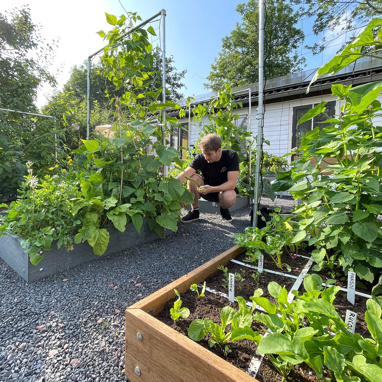 Replacement trellis net