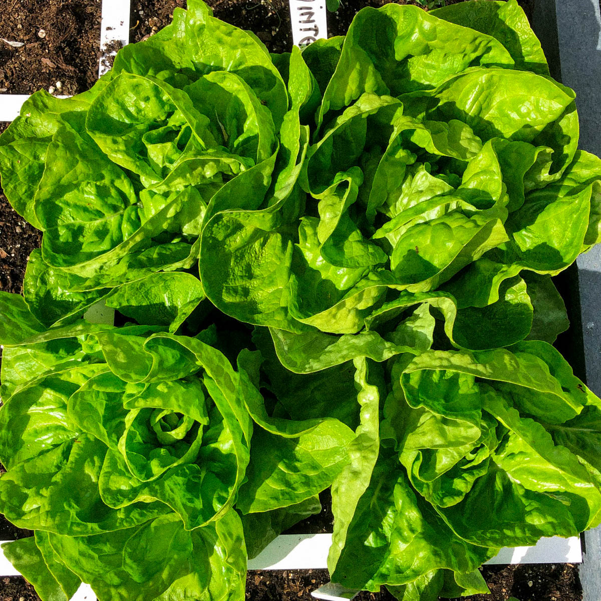 Volwassen kroppen wintersla Makkelijke Moestuin