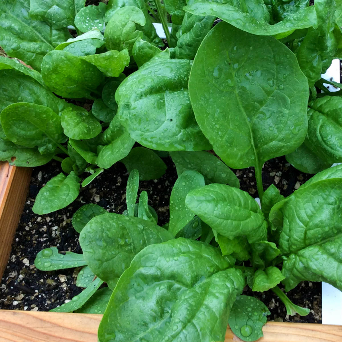 Vitamins and minerals in spinach