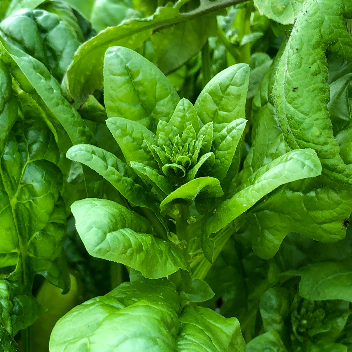 Spinach starting to bolt in the Planty Garden