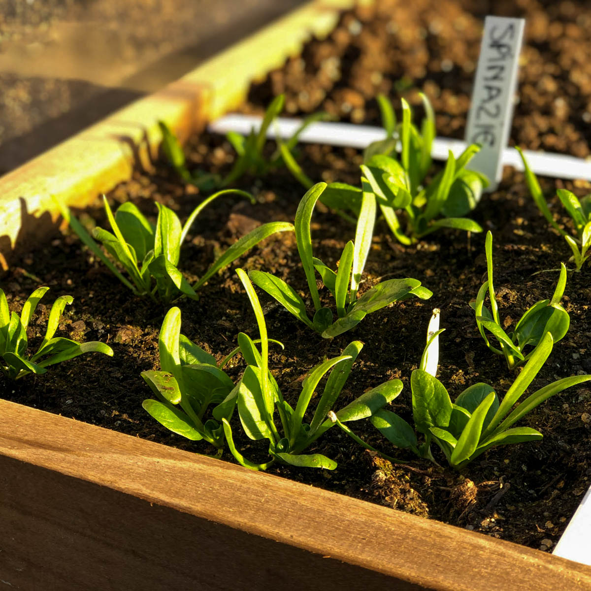 Spinach seedlings don't need thinning out