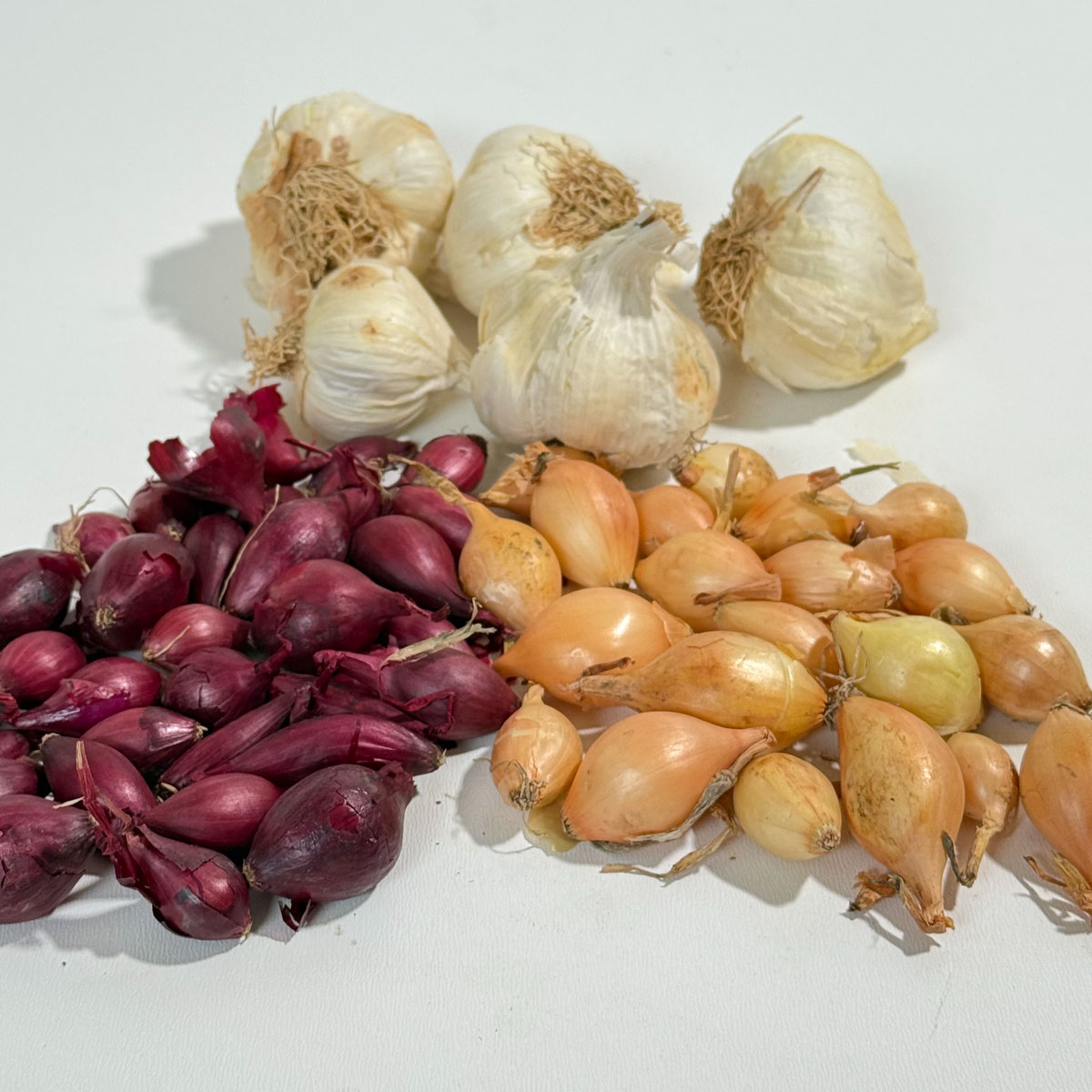 Autumn: the ideal time to plant winter onions and garlic