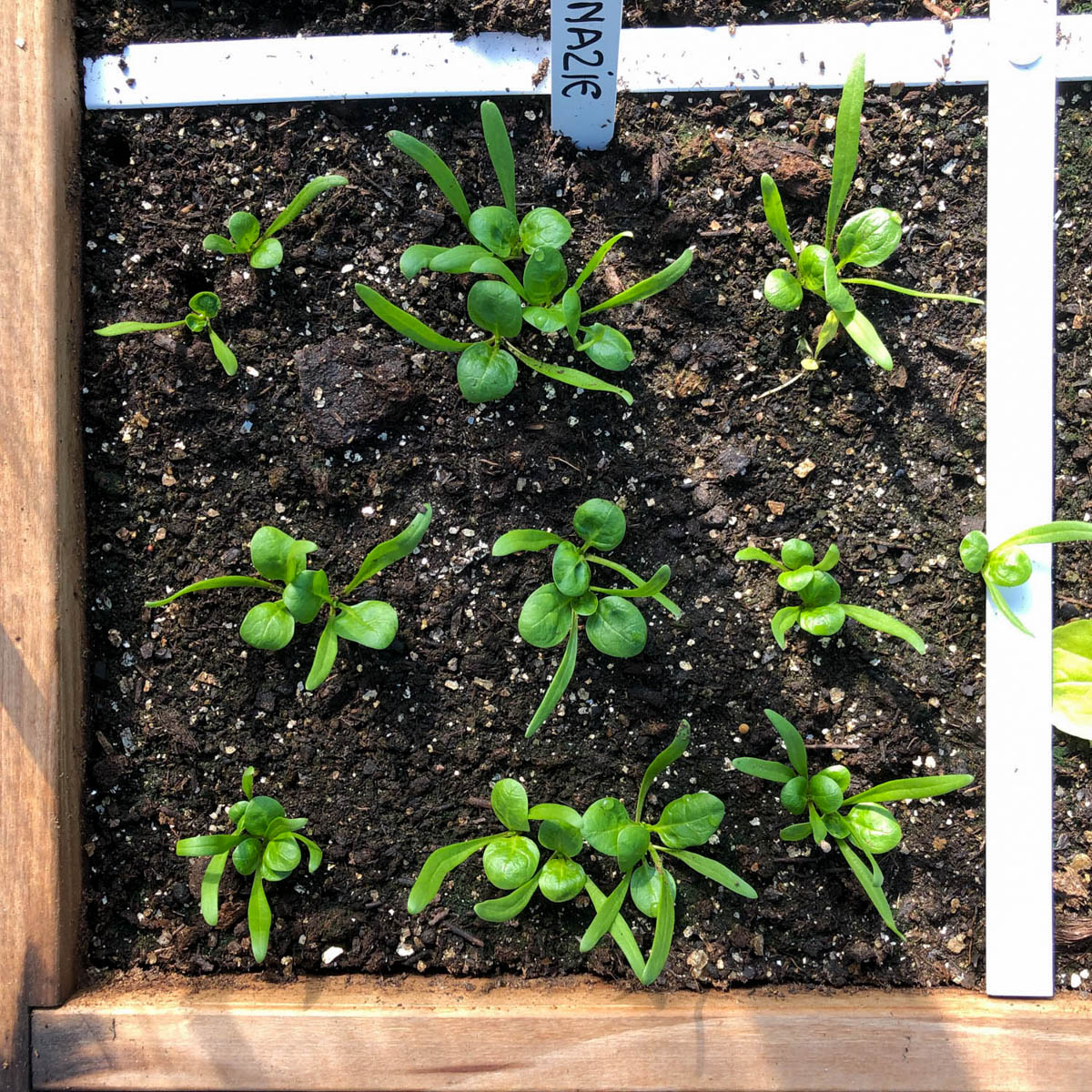 Small spinach plants growing strong in a Planty Garden