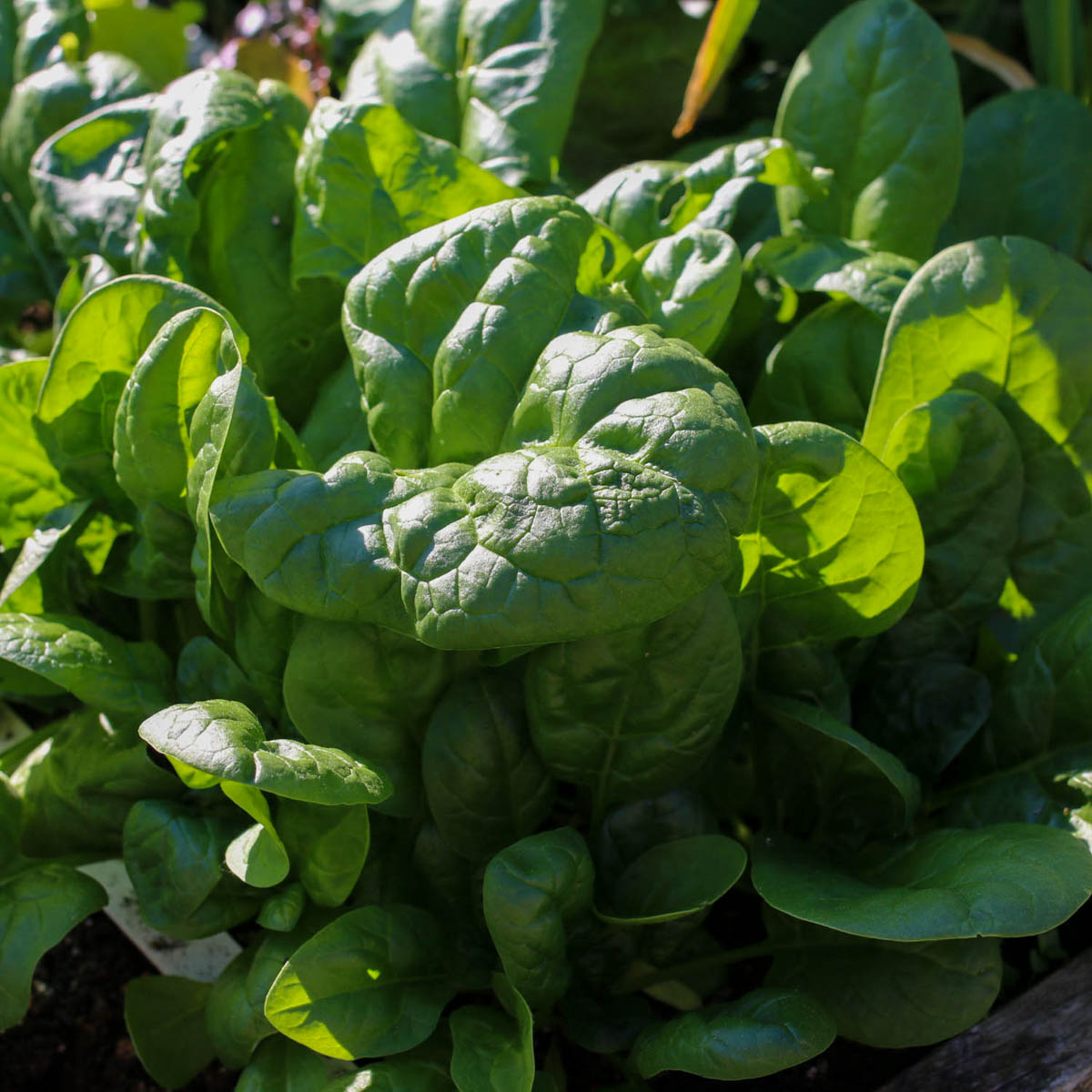 Big spinach leaves 