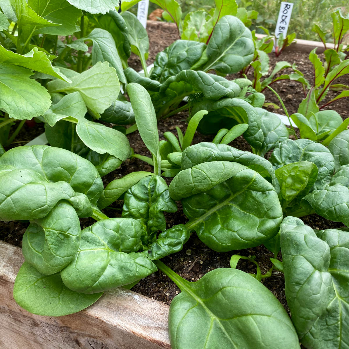 Growing spinach plants in the Planty Garden