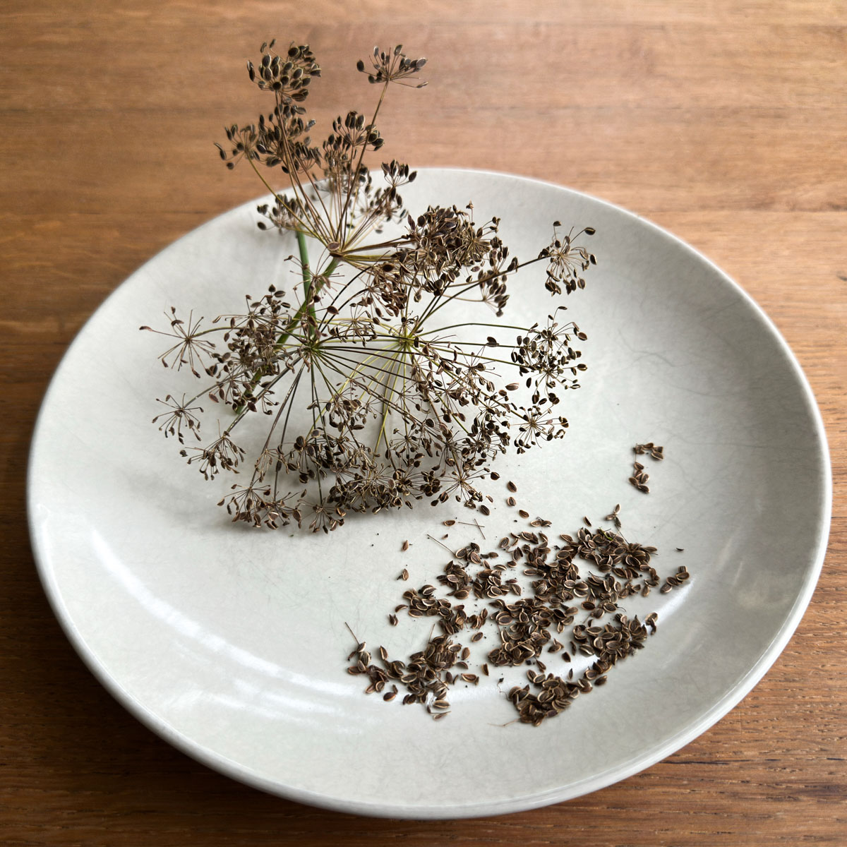 Zaadjes oogsten van uitgebloeide dillebloemen.