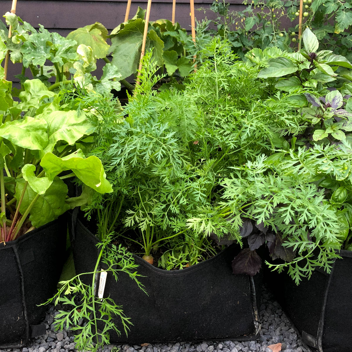 Carrots in an MM-Mini grow bag
