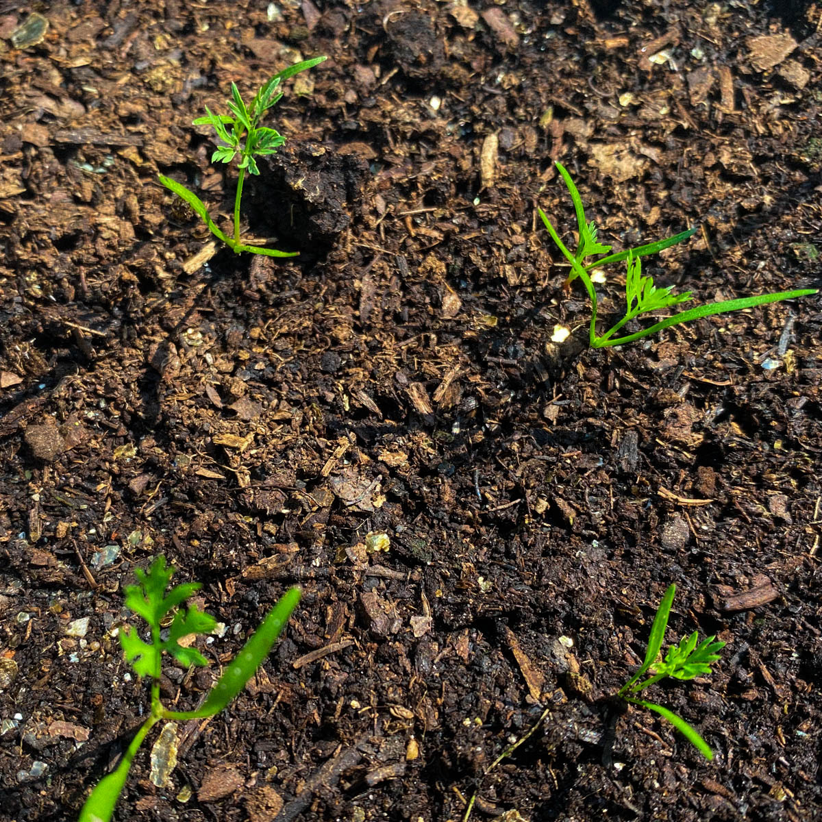 Small carrot seedlings