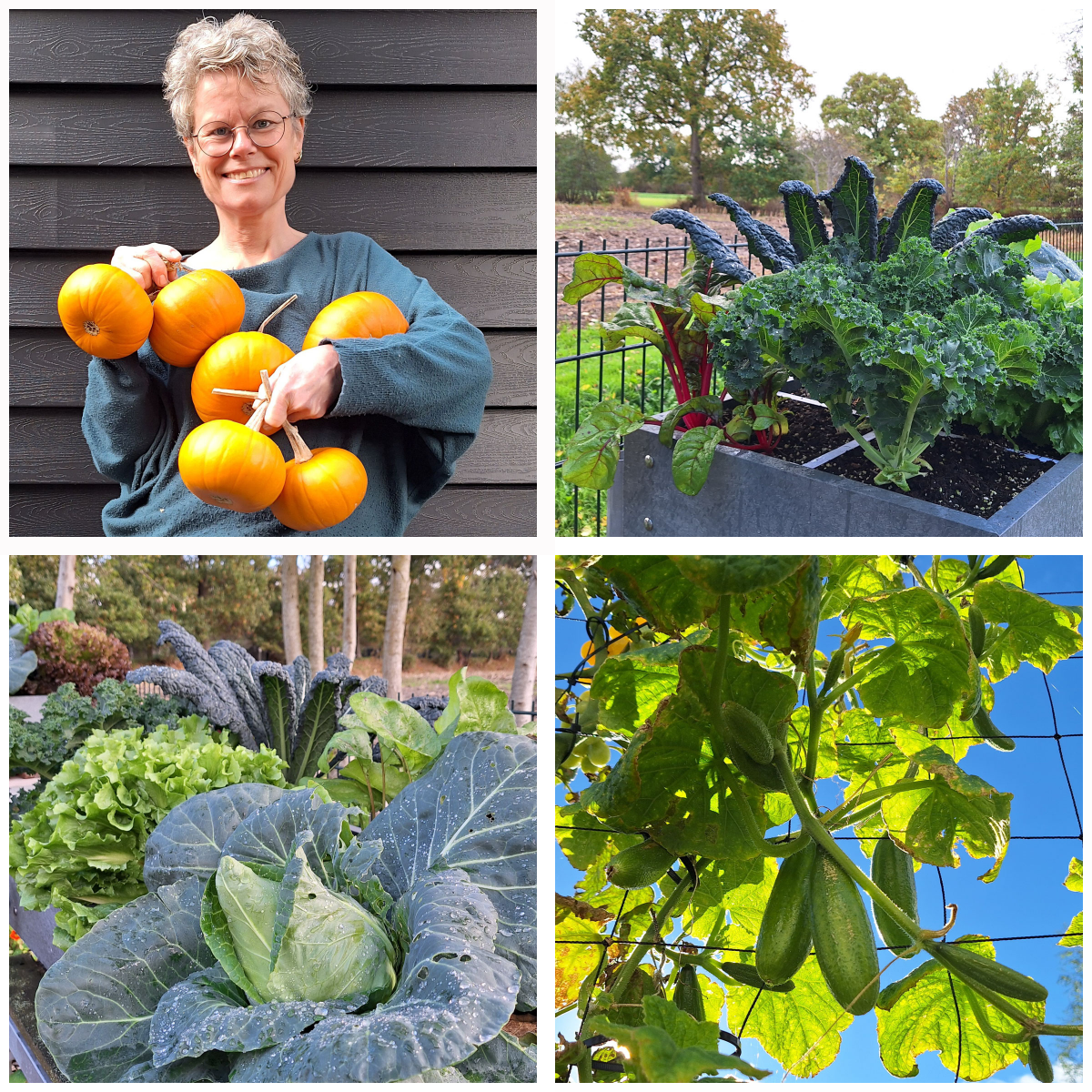 SonjaMM's raised beds full of vegetables in late October