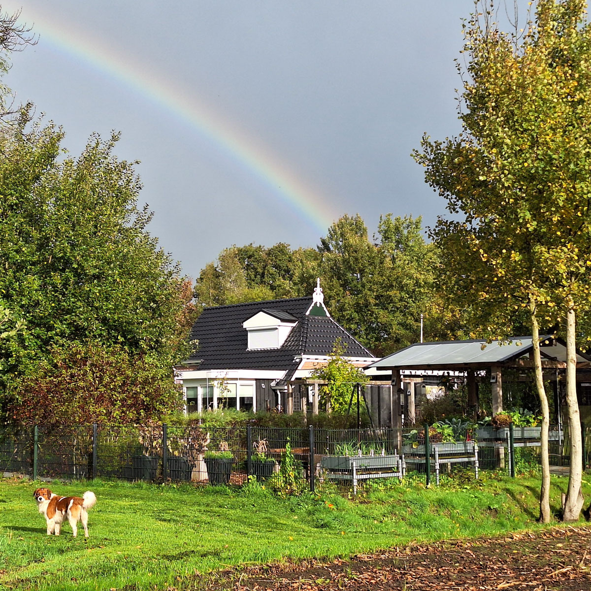 Makkelijke Moestuin raised beds along the edge of SonjaMM's garden