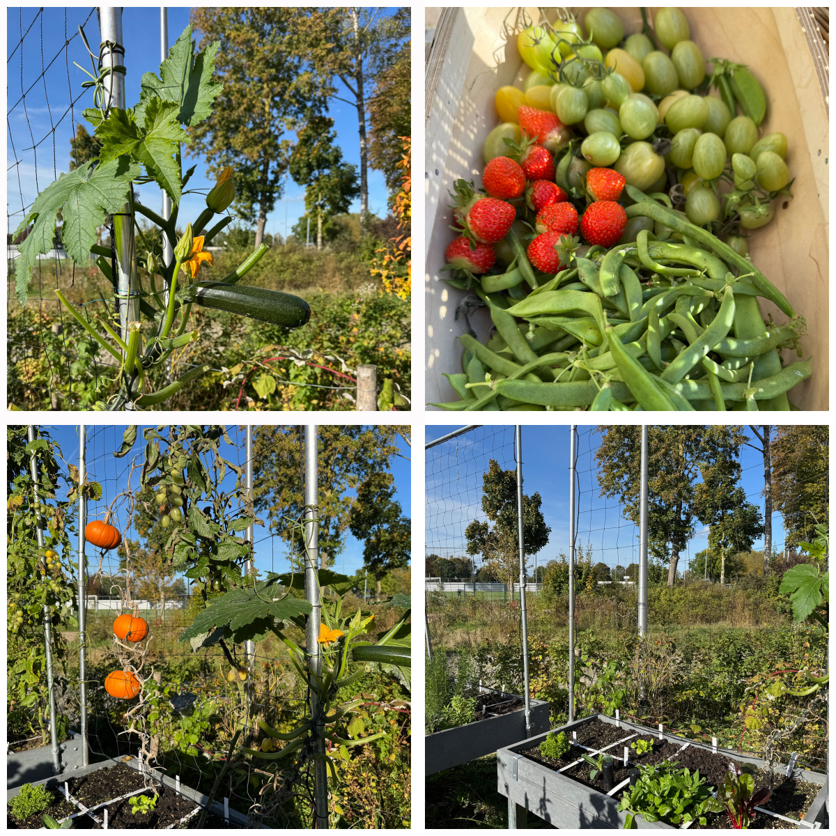 Annkel's Makkelijke Moestuin raised beds being prepared for winter