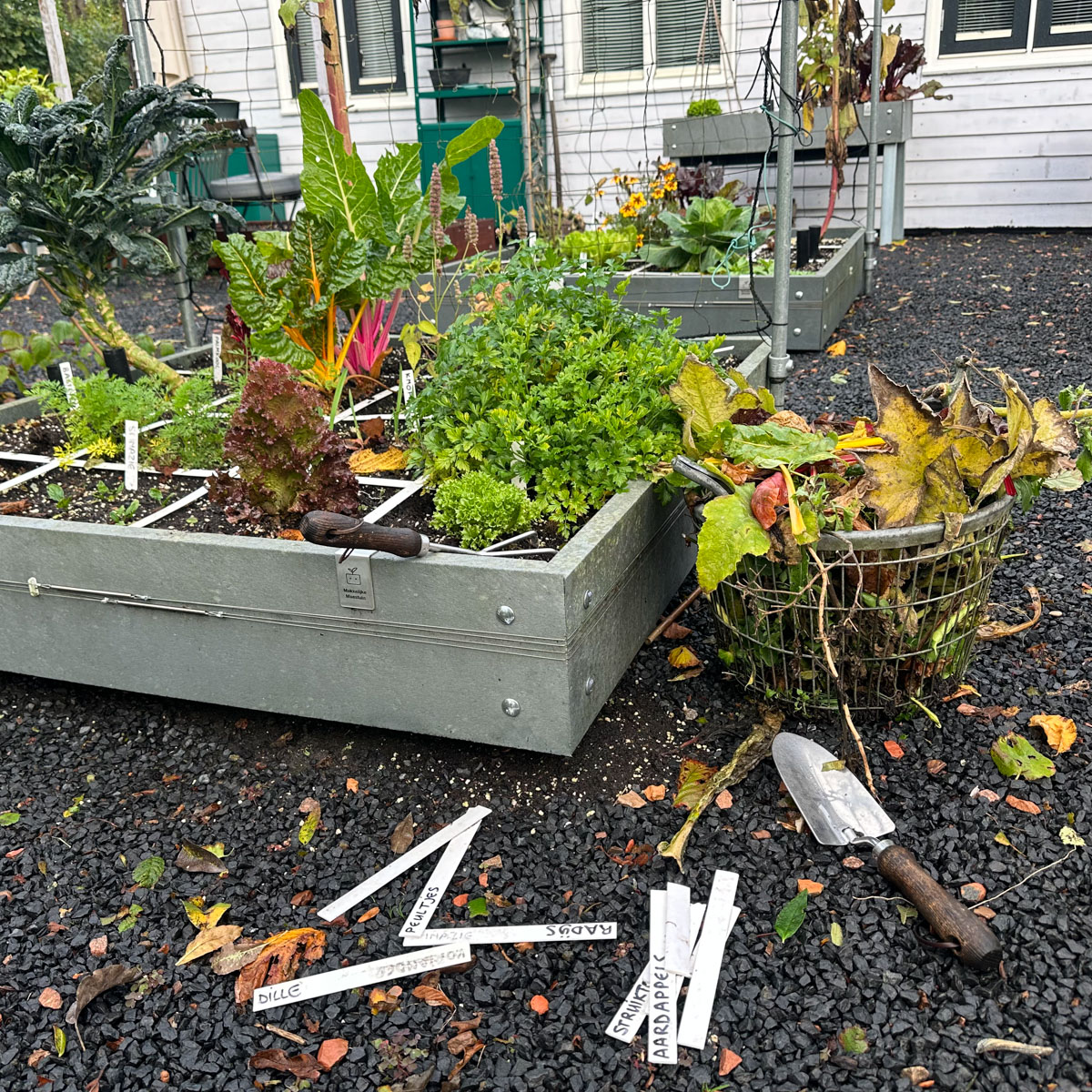 Clearing Makkelijke Moestuin raised beds between autumn showers