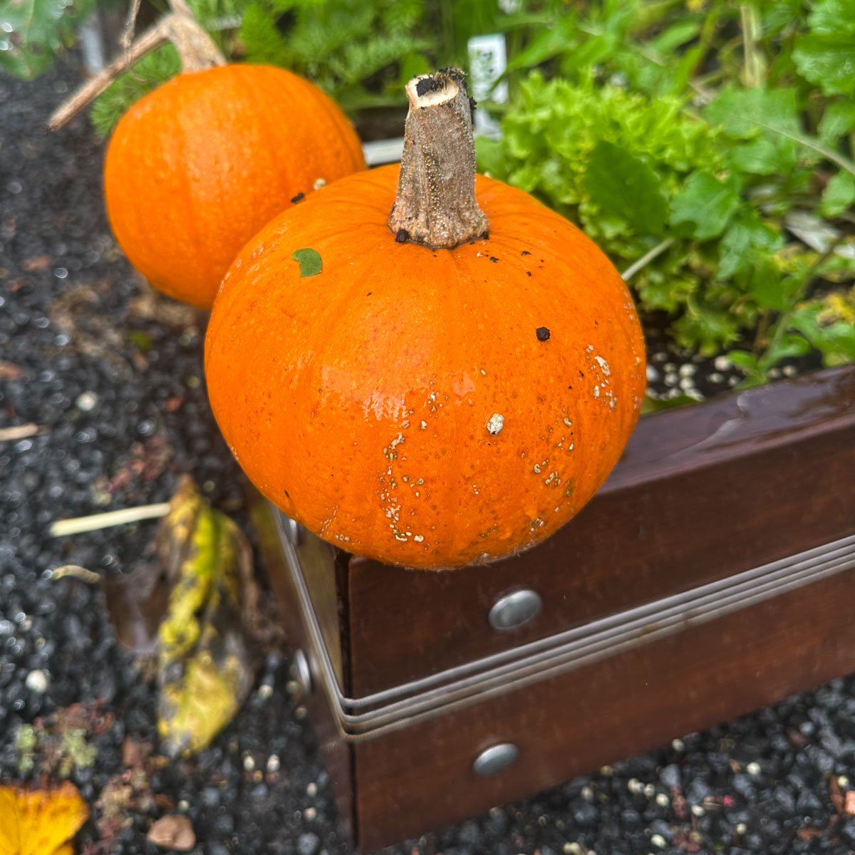 Small pumpkins ready to be used in soup