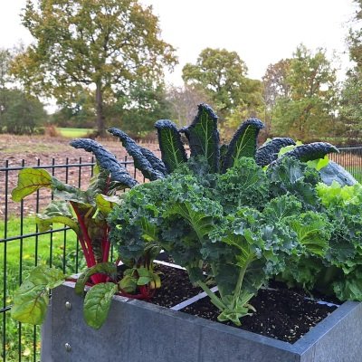 Ready for winter + affordable seeds
