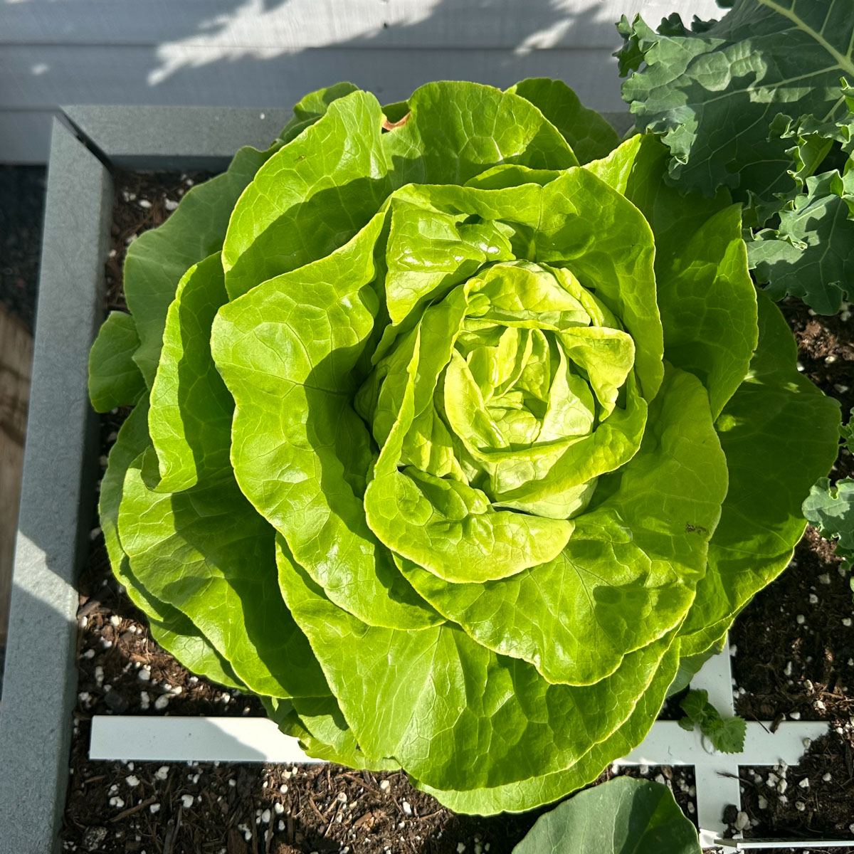 A mature Greensboro butterhead lettuce filling a square