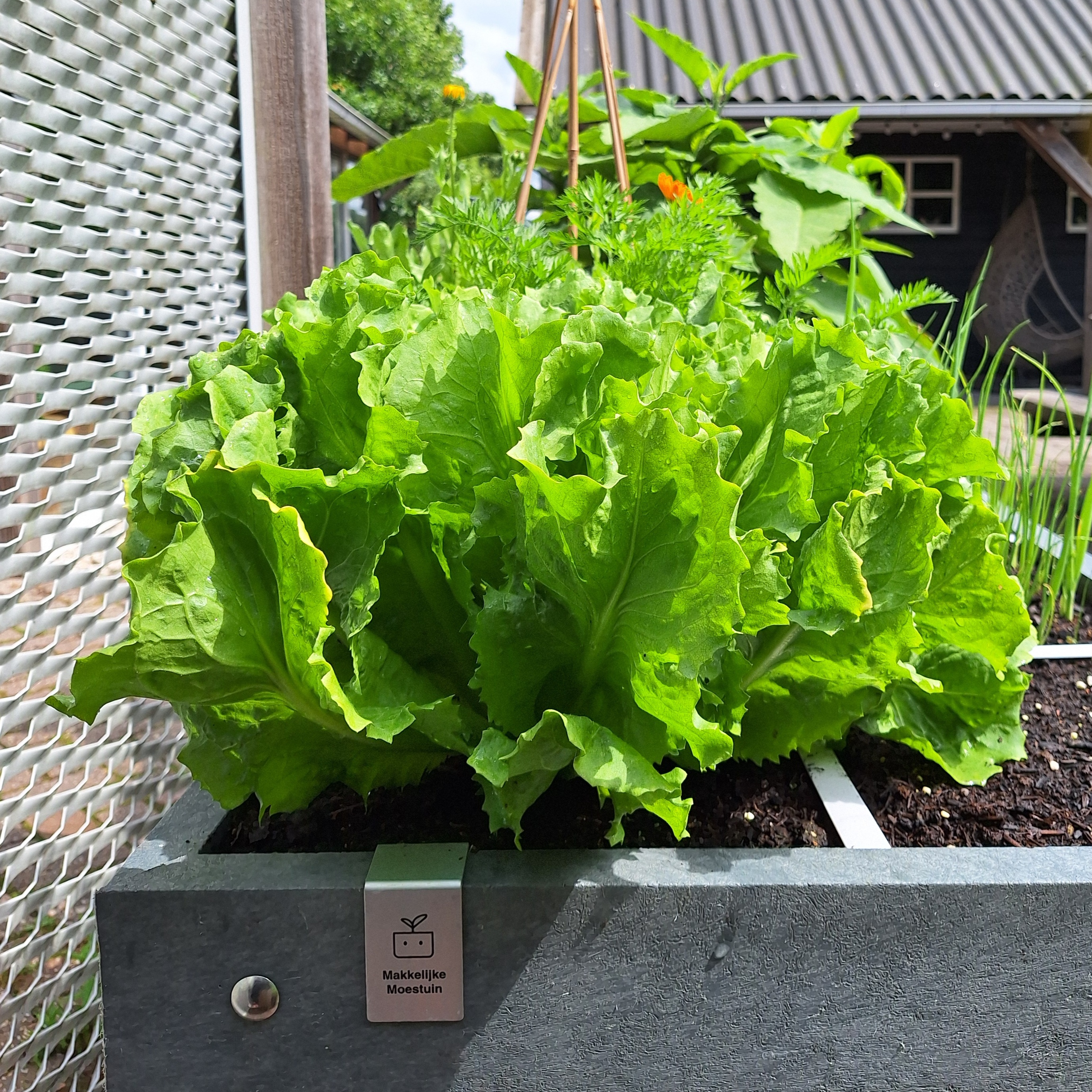 A mature head of Anconi summer endive in SonjaMM's MM-Hero raised table