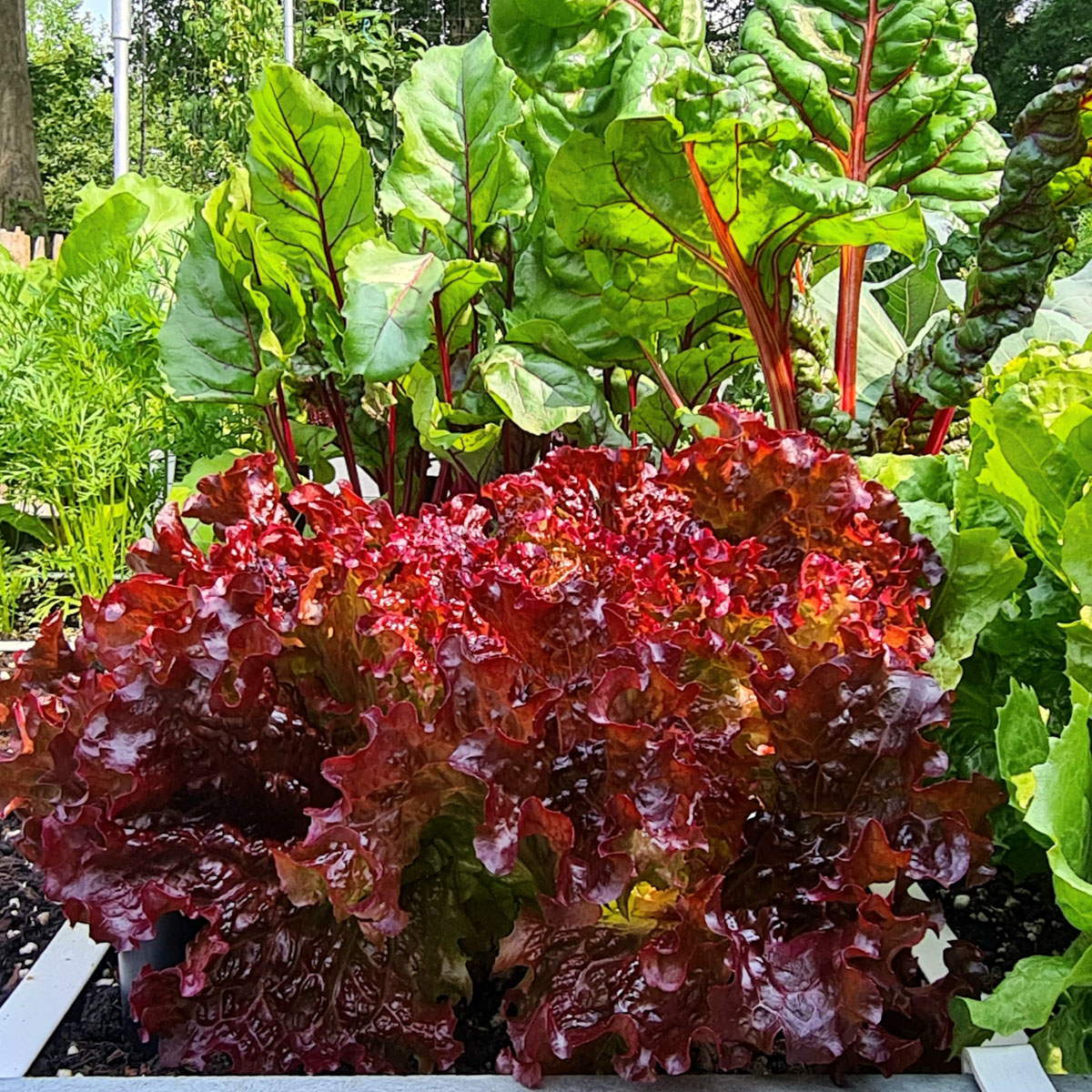 A two-colour Trival Batavia lettuce after repeated harvesting
