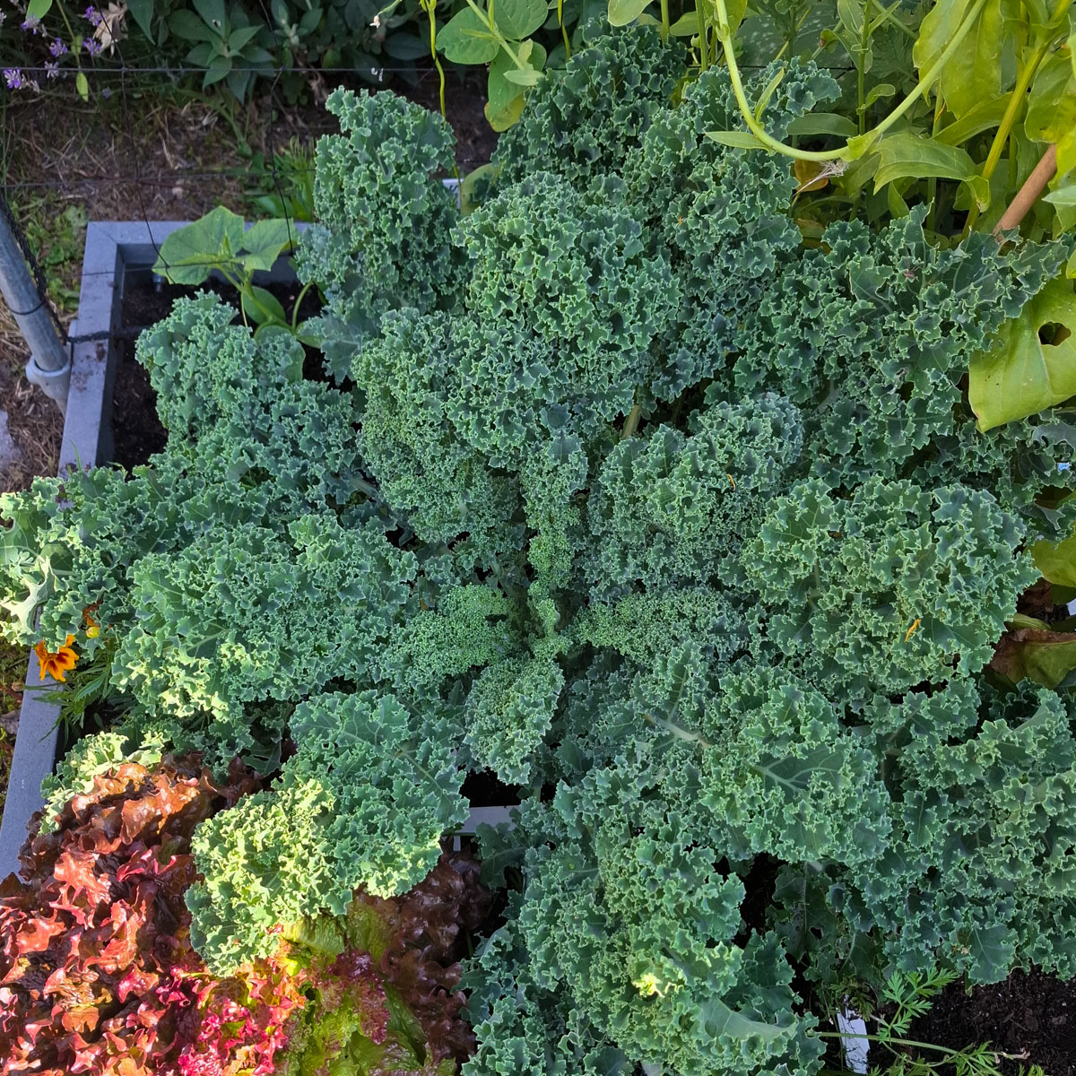 A compact Karillo cut-and-come-again kale plant in early July