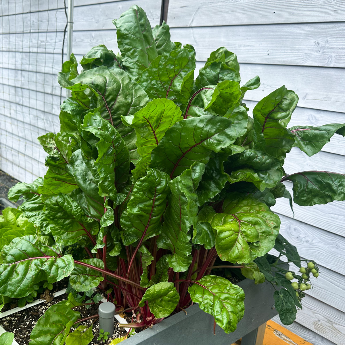 Large Charlie chard plants growing after a difficult start