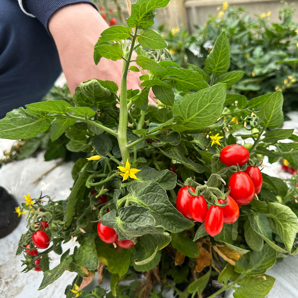 A compact bush tomato with sweet oval fruits selected for future testing