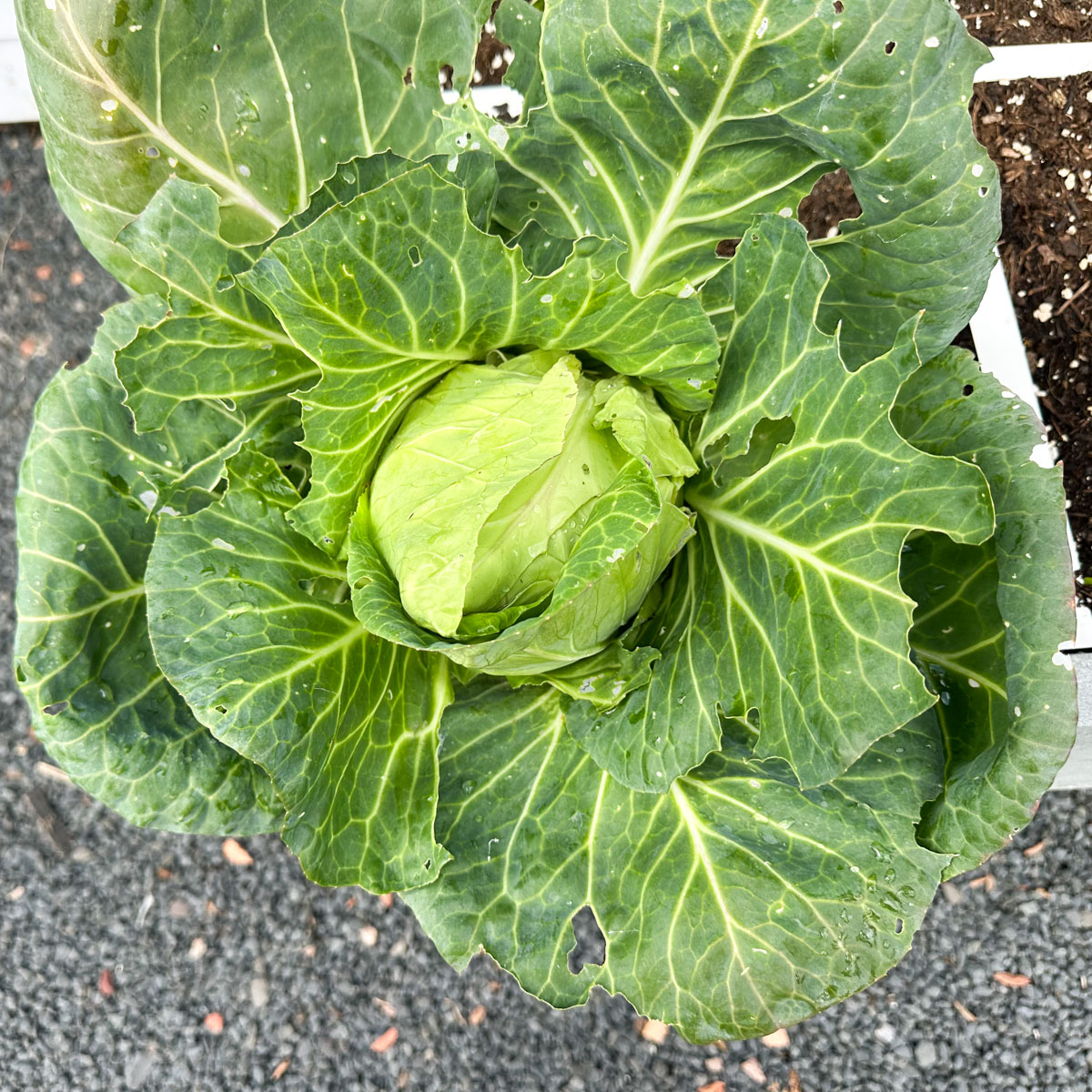 A compact pointed cabbage protected from slugs and caterpillars