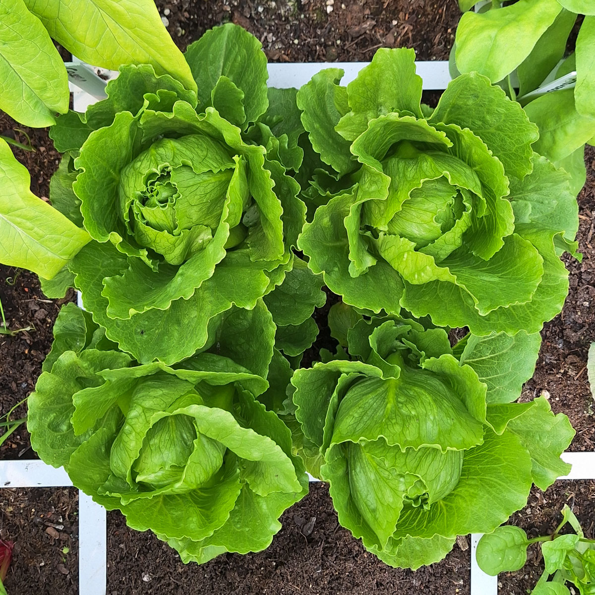 A mature Tendita cos lettuce grown by SonjaMM